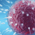 What happens when you suddenly stop taking progesterone?